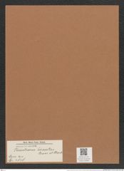 Porodiscus hirsutus Grove et Sturt. (de-Toni-Nr.: Genus 200, Species 4828) Zeichnungen Sammlung Grunow Mappe 04688 (Herbarium_W_Grunow_drawings_Folder_04688)